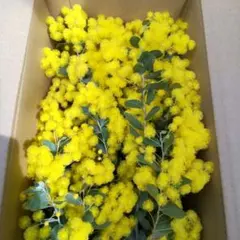 2026年最新】パールアカシアの人気アイテム - メルカリ