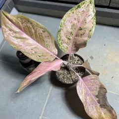 Aglaonema Black Maroon 変異個体 - メルカリ