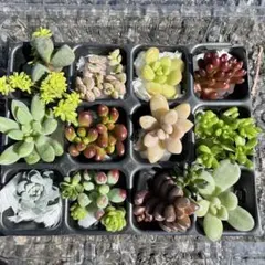 多肉植物 カット苗 セット♡