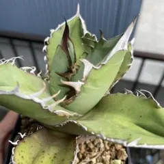 アガベ　ライムグリーン　錦 2025年最新】ライムグリーン アガベの人気アイテム - メルカリ