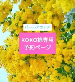 KOKO様専用　パールアカシア　パールミモザ　ミモザ　フレッシュ