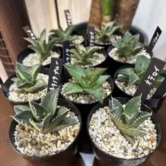 【鉢ごと発送】人気のチタノタ12種セット【ネームタグ付】 鉢ごと発送】人気のチタノタ12種セット【ネームタグ付】 - メルカリ