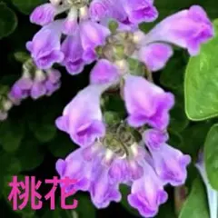 立浪草　桃花♪高知産♪赤星♪薄紫花♪白花のミックス種３０粒～山野草のサムネイル