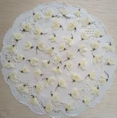 No.79-894 白いお花 ヒメウツギの押し花／押し花素材