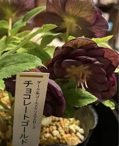 2026年最新】加藤農園クリスマスローズの人気アイテム - メルカリ