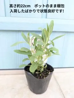 ハオチー様 リクエスト 2点 まとめ商品