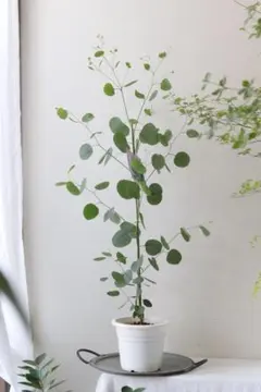 ユーカリ ポリアンセモス ポポラス ファイバーセメント鉢 植え込み発送