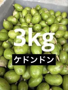 2026年最新】タマゴノキの人気アイテム - メルカリ