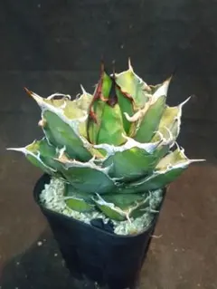 2025年最新】アガベ ドワーフの人気アイテム - メルカリ