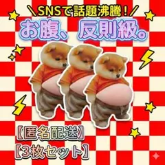 柴犬 ステッカー 3枚セット【翌日発送】