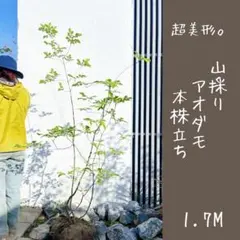 2026年最新】アオダモ 株立ちの人気アイテム - メルカリ