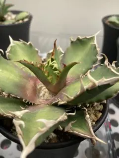 2026年最新】地獄猫 アガベの人気アイテム - メルカリ