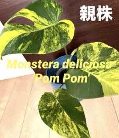 超希少！！！モンステラ・デリシオーサ “ポンポン 極上茎 しっかり発根