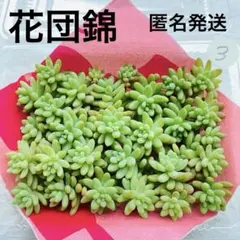 3 多肉植物　花団錦　多肉弁当　詰め合わせ　寄せ植え　セット　カット苗　セダム