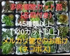 ⭐新多肉ちゃんの宝石箱⭐カット苗40種類以上(名前付き)No.1のサムネイル