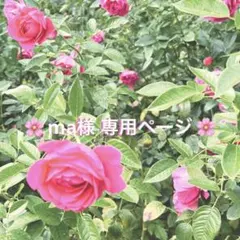 『ma様 専用ページ』
