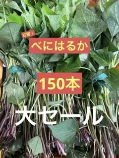 ベニはるか芋苗200本セール - メルカリ