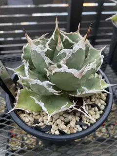 313✳1株限定✳【10.18写真更新】アガベ チタノタ インドネシア産 2025年最新】アガベ インドネシアの人気アイテム - メルカリ