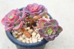 エケベリア・レッドノーブル群生