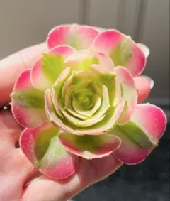 多肉植物　アエオニウム　ピンクウィッチ 超美苗1株 カット苗のサムネイル