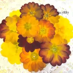 2026年最新】ショワジールロワ 切り花の人気アイテム - メルカリ