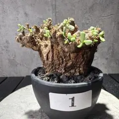 希少種 Commiphora wildii コミフォラ ワイルディ 大型株 - メルカリ