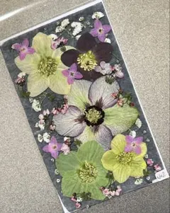 No.2クリスマスローズと春の花セット