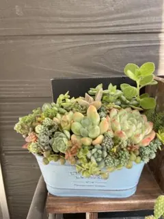 参考画像　中型多肉植物 緑色 金属製容器