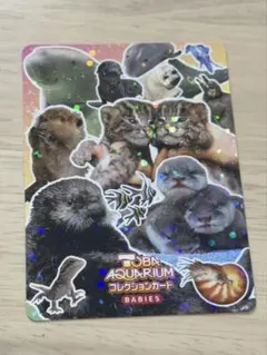 鳥羽水族館 コレクションカード とばすい とばすいコレカ とばすい
