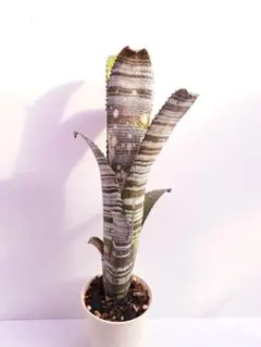 2026年最新】タンクブロメリア ビルベルギアの人気アイテム - メルカリ