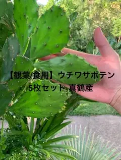15本セット価格 柱サボテン ドライガーデン ロストラータ サボテン