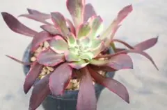 アエオニウム・銅花順錦 - メルカリ