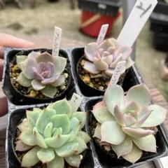 9 桃太郎 5苗セット 多肉植物 エケベリア 抜き苗 - メルカリ