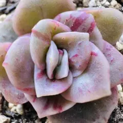 2026年最新】ラブリーローズの人気アイテム - メルカリ