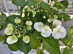 ピヨコ様 リクエスト 2点 まとめ商品