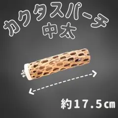 2026年最新】カクタスパーチの人気アイテム - メルカリ