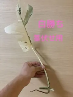 チアゴ様専用ページです