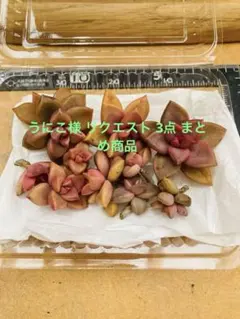 うにこ様 リクエスト 3点 まとめ商品