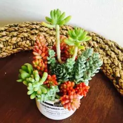 多肉 寄せ植え 1,111円でソールドアウトでした！