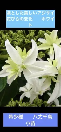 紫陽花苗 希少種 白い鳥達が舞うよな美しいアジサイ苗 2025年