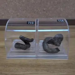 アンモナイト化石(715.716)
