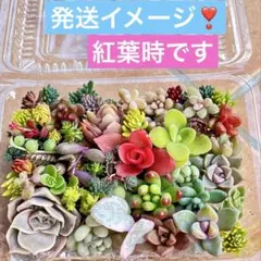 多肉植物♡カット苗 詰め合わせ（お任せ）寄せ植えのお供に メルカリ便❣️