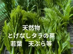 極上天然 ウドブキ 300g ボンナ 信州北アルプス産 くわだい ボウナ