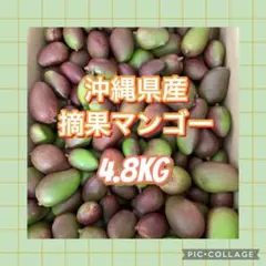 2026年最新】摘果マンゴーの人気アイテム - メルカリ