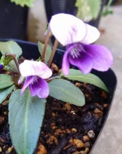 アマナマナ リンボウル黒シリーズ 3個セット マレットおまけ付き 2025