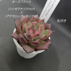 まつ様 リクエスト 2点 まとめ商品