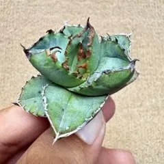 Lj_plants】Z455厳選 アガベ チタノタ 羽毛 極上強棘株 - メルカリ