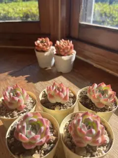 海月様 リクエスト 2点 まとめ商品