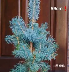 Pisea Pungens 콜로라도 스프루스 저먼 스프루스 뷰티풀 실버 블루