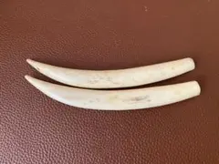 約12cmの小さなキバ/中小動物の牙角骨材/根付けアクセサリー細工彫刻加工材料のサムネイル